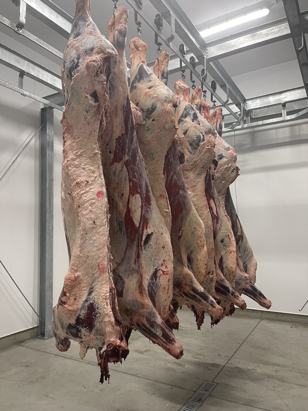 Beef in Palumbo’s processing cooler.