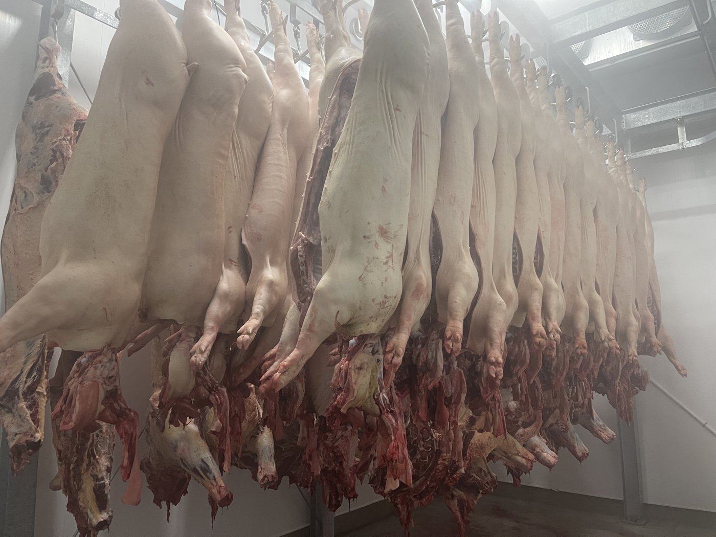 Pork in Palumbo’s processing cooler.